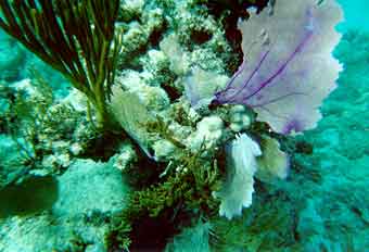 Common sea fan
